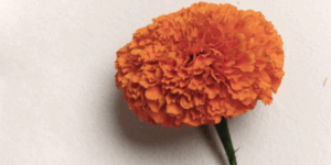 St. Vincent en es lo mazzz