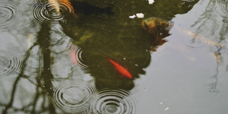 Nereida Fau “La decisión de mierda”